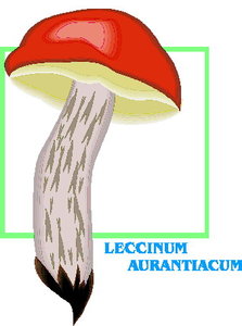 Cliparts Bloemen en planten Paddestoelen 