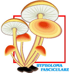 Cliparts Bloemen en planten Paddestoelen 
