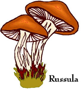 Cliparts Bloemen en planten Paddestoelen 