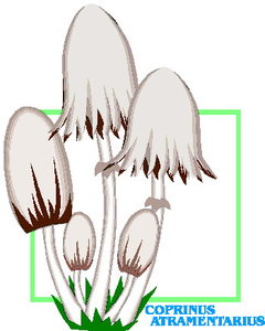 Cliparts Bloemen en planten Paddestoelen 