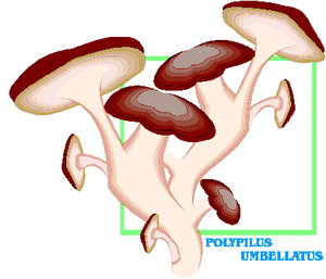 Cliparts Bloemen en planten Paddestoelen 
