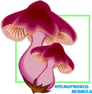 Cliparts Bloemen en planten Paddestoelen 