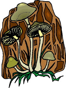 Cliparts Bloemen en planten Paddestoelen 