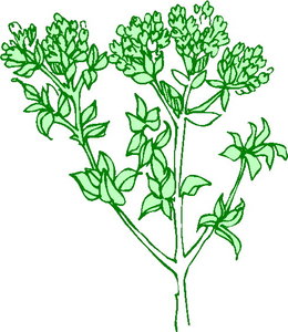 Cliparts Bloemen en planten Planten 