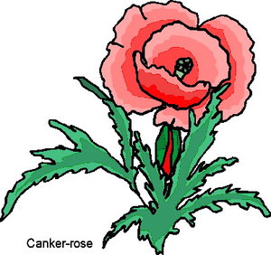 Cliparts Bloemen en planten Planten Klaproos Papaver