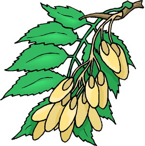 Cliparts Bloemen en planten Planten 