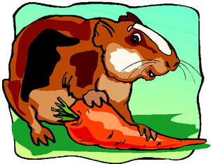 Cliparts Boerderij Cavia 