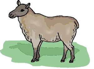 Cliparts Boerderij Schapen 