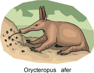 Dieren Cliparts Aardvarken Miereneter