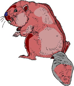 Dieren Cliparts Bevers 