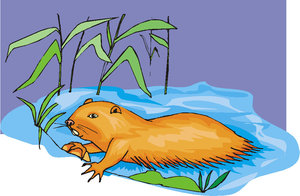 Dieren Cliparts Bevers 