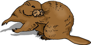 Dieren Cliparts Bevers 