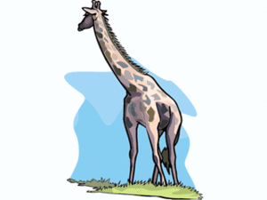 Dieren Cliparts Giraffen 