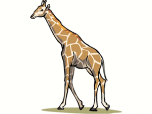 Dieren Cliparts Giraffen 