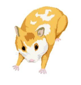 Dieren Cliparts Hamsters 