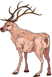 Dieren Cliparts Herten 