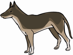 Dieren Cliparts Honden 