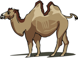Dieren Cliparts Kamelen 