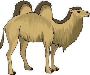 Dieren Cliparts Kamelen 