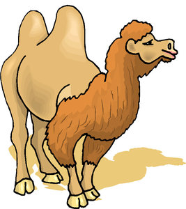 Dieren Cliparts Kamelen 