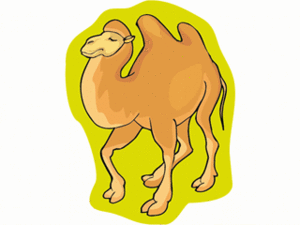 Dieren Cliparts Kamelen 