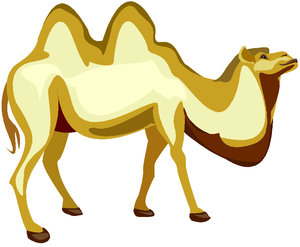 Dieren Cliparts Kamelen 