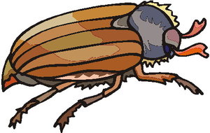 Dieren Cliparts Kevers 