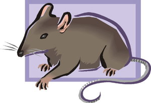 Dieren Cliparts Ratten 