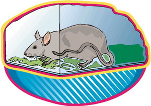 Dieren Cliparts Ratten 