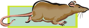 Dieren Cliparts Ratten 