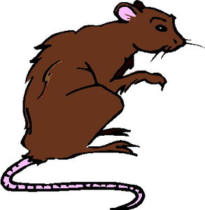 Dieren Cliparts Ratten Bruine Rat
