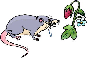 Dieren Cliparts Ratten 