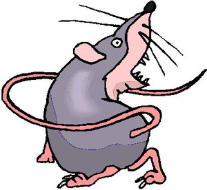 Dieren Cliparts Ratten 