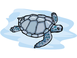 Dieren Cliparts Schildpadden 