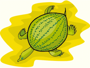 Dieren Cliparts Schildpadden Schildpad
