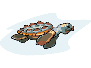 Dieren Cliparts Schildpadden 