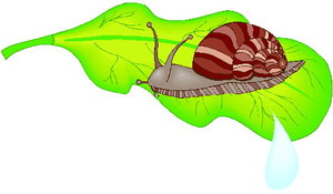 Dieren Cliparts Slakken 