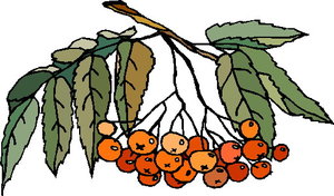 Cliparts Eten en drinken Bessen 