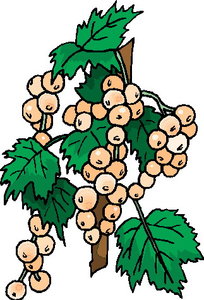 Cliparts Eten en drinken Bessen 