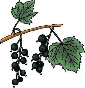 Cliparts Eten en drinken Bessen 