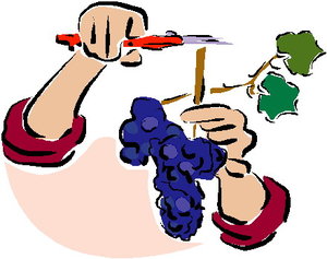 Cliparts Eten en drinken Druiven Blauwe Druiven Plukken