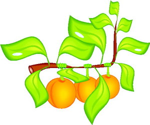 Cliparts Fruit Abrikozen 