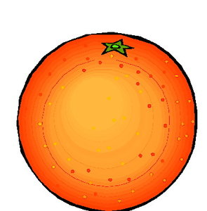 Cliparts Fruit Grapefruits 