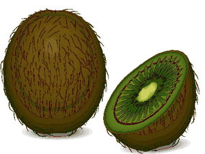 Cliparts Fruit Kiwis 