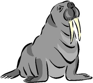 Cliparts Vissen Walrussen Grijze Walrus Witte Slagtanden 