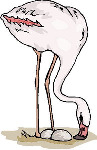 Cliparts Vogels Flamingo 