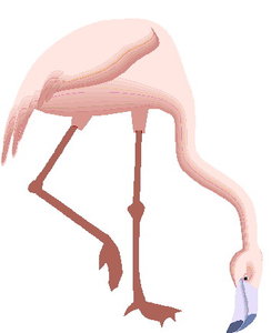 Cliparts Vogels Flamingo 