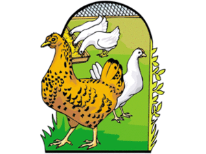 Cliparts Vogels Hanen en kippen 