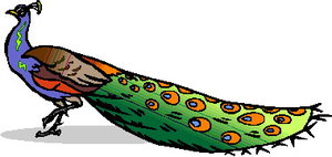 Cliparts Vogels Pauwen 