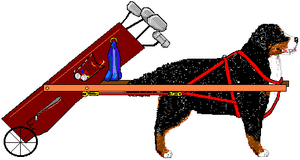 Dieren Dieren plaatjes Berner sennenhonden 